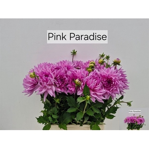 Dahlia Pink Paradise