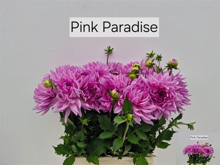 <h4>Dahlia Pink Paradise</h4>