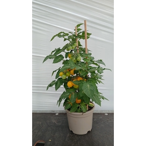 TOMATENPLANTEN
