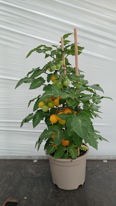 <h4>TOMATENPLANTEN</h4>