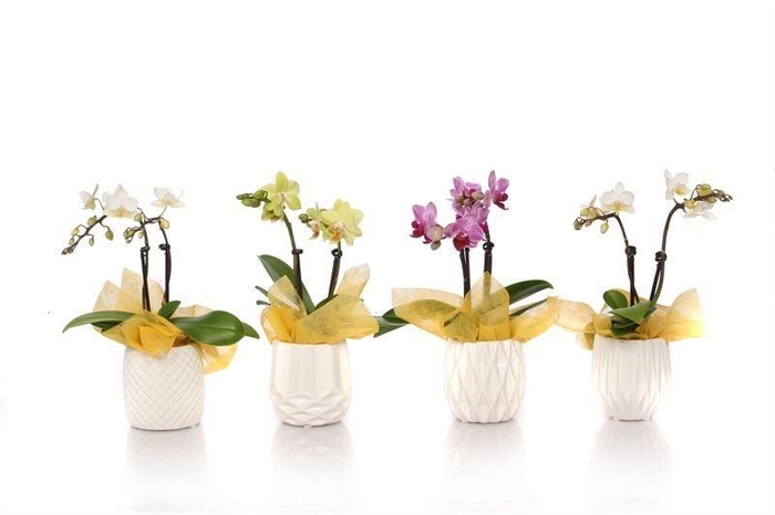 <h4>Dolomite Mix Tiny Dolls Mix 2T10+ Aqu@ met geel doekje</h4>