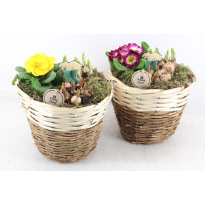 arr4 Primula PL - Mand brown white