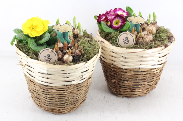 <h4>arr4 Primula PL - Mand brown white</h4>