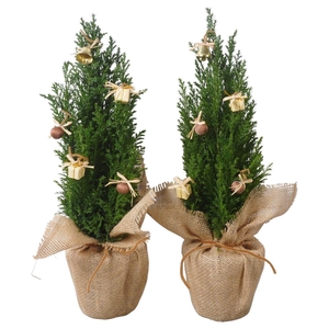 Chamaecyparis laws. 'Ellwoodii'