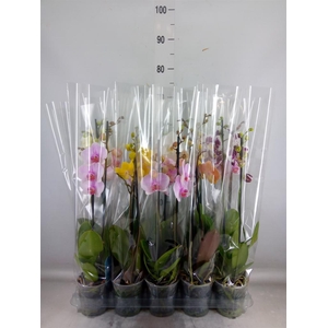 Phalaenopsis   ...mix  5