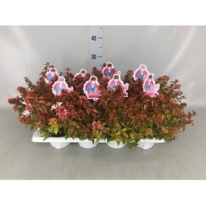 Abelia   ...