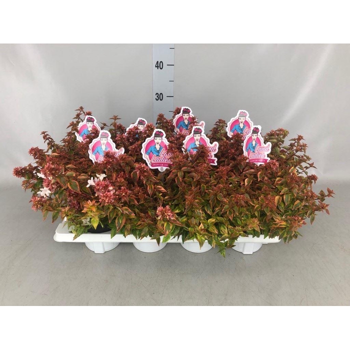 <h4>Abelia ...</h4>