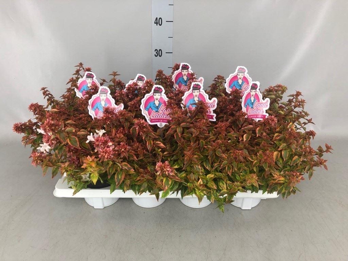 <h4>Abelia ...</h4>