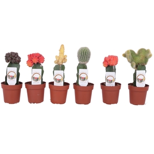 Cactus mix Ø8,5cm (including Gymnocalycium)