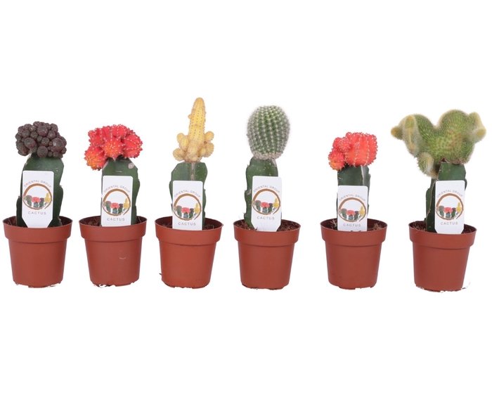 <h4>Cactus mix Ø8,5cm (including Gymnocalycium)</h4>