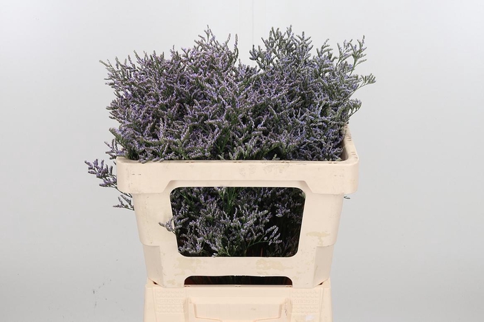 <h4>Lim Ov Skylight</h4>