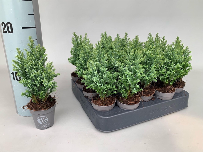 <h4>Chamaecyparis laws. 'Ellgrandii'</h4>