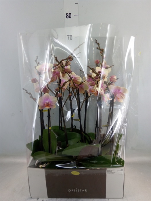 <h4>Phalaenopsis   ...orange</h4>