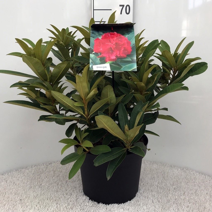 <h4>Rhododendron arbor. 'Wilgens Ruby'</h4>