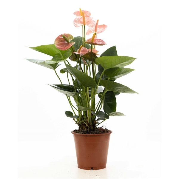 <h4>Anthurium pink (Spirit) P&PURE Collection</h4>
