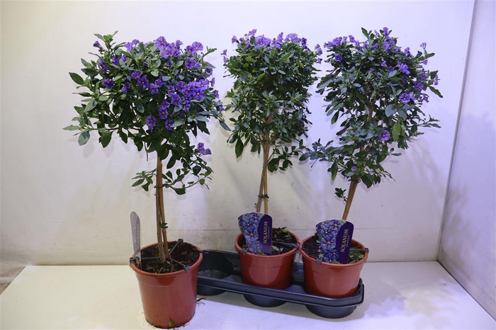 <h4>Lyci Ran Blue Fount</h4>