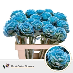 Brassica DYED Light Blue