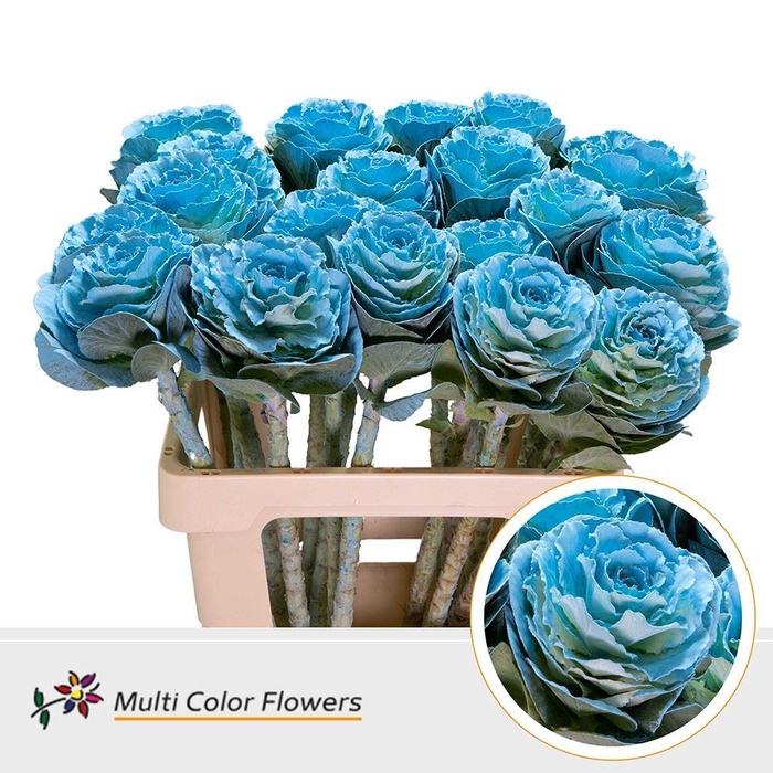 <h4>Brassica DYED Light Blue</h4>