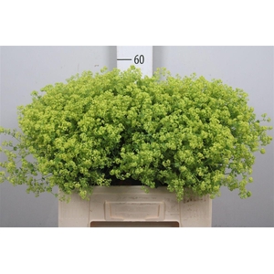 Alchem M Robustica