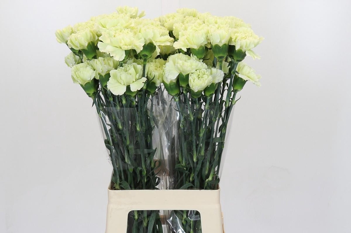 <h4>Dianthus St Lady Midori</h4>