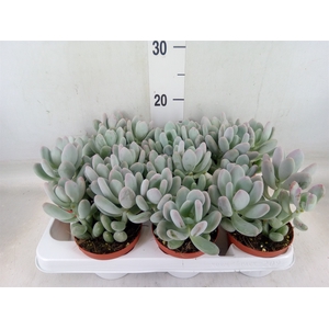Pachyphytum oviferum