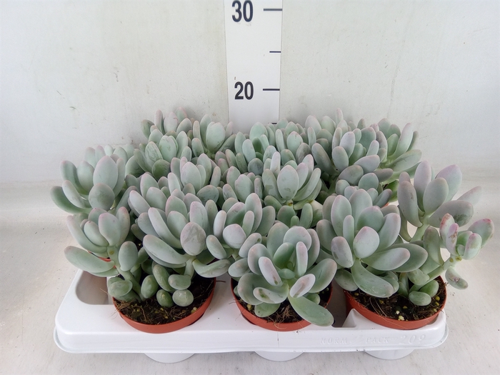 <h4>Pachyphytum oviferum</h4>