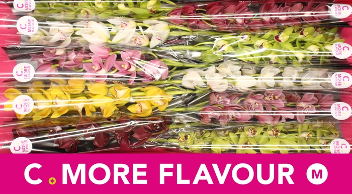 <h4>CYMB MI GEM</h4>