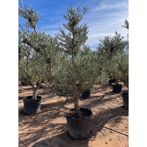 Olea Europaea bonsai - 01