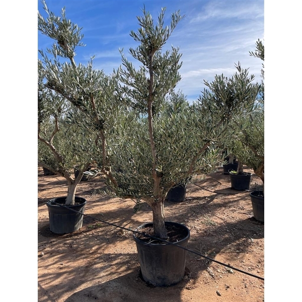 <h4>Olea Europaea bonsai - 01</h4>