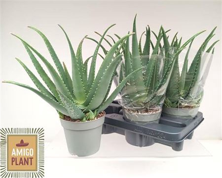 <h4>Aloe vera</h4>