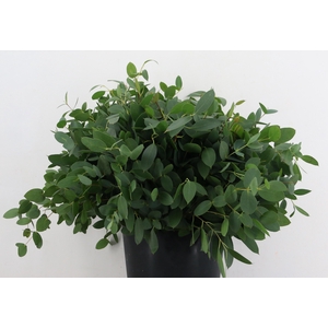 DECOGROEN OV