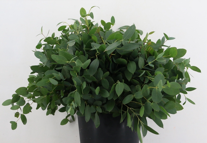 <h4>DECOGROEN OV</h4>