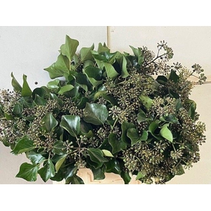 HEDERA OV MET BES BS