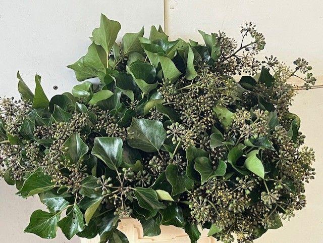 <h4>HEDERA OV MET BES BS</h4>