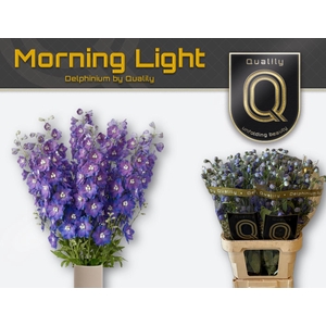 DELPH DU DELP MORNIN 70CM X40