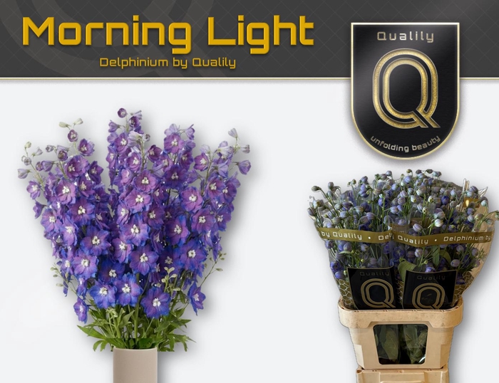 <h4>DELPH DU DELP MORNIN 90CM X40</h4>