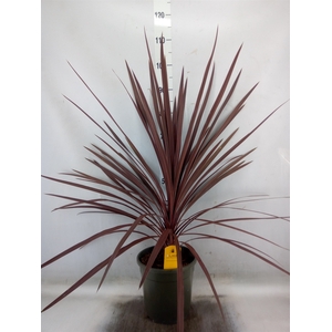 Cordyline austr. 'Red Star'