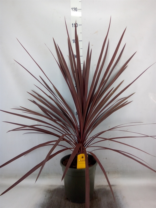 <h4>Cordyline austr. 'Red Star'</h4>