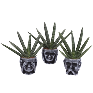 Sansevieria Cylindrica Handshake in Ceramic pot Ø15cm