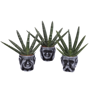 Sansevieria Cylindrica Handshake in Ceramic pot Ø15cm