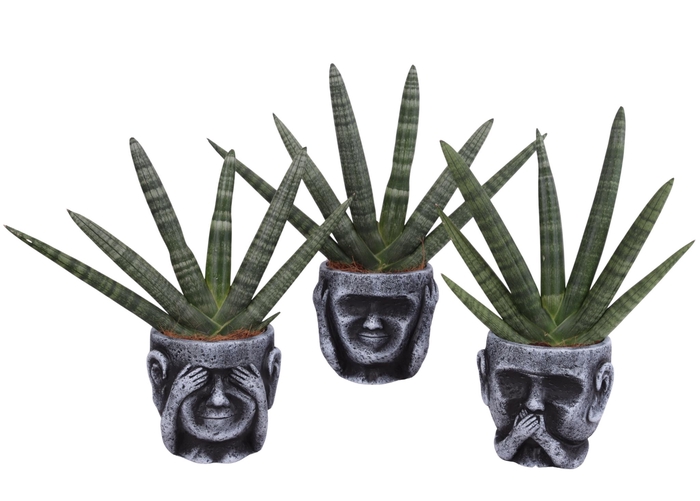 <h4>Sansevieria Cylindrica Handshake in Ceramic pot Ø15cm</h4>