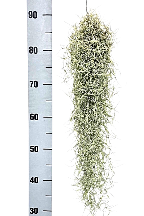 <h4>TILL USNEOIDES</h4>