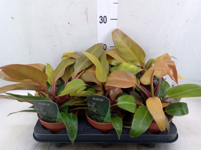 <h4>Planten  ..mix</h4>