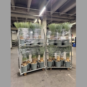 YUCCA ROSTRATA HOGE STAM - 110CM