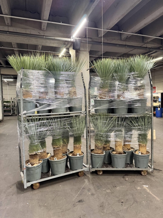 <h4>YUCCA ROSTRATA HOGE STAM - 110CM</h4>