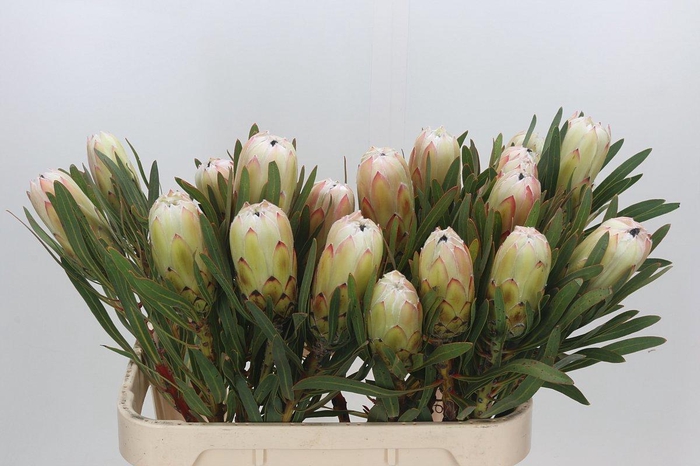 <h4>PROTEA WHITE NIGHT</h4>