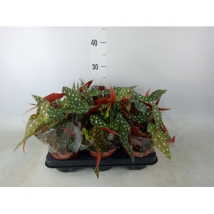 Begonia BD mac. 'Wightii'