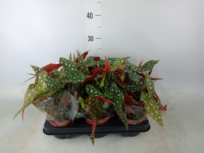 <h4>Begonia BD mac. 'Wightii'</h4>