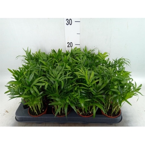 Chamaedorea elegans