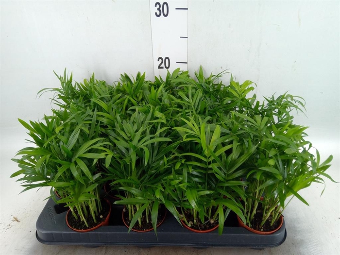 <h4>Chamaedorea elegans</h4>